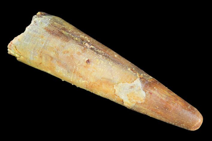 Pterosaur (Siroccopteryx) Tooth - Morocco #101693